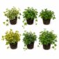 Ivy (Hedera) – 6 plants