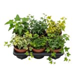 Hedera x6