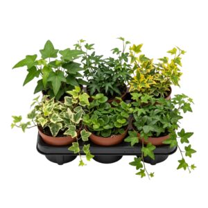 Hedera x6