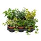 Hedera x6