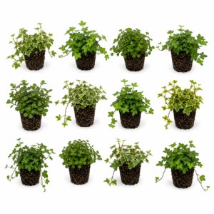 Ivy (Hedera) – 12 plants