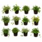Ivy (Hedera) – 12 plants