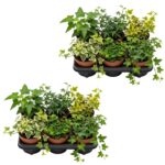Hedera x12