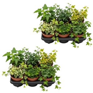 Hedera x12