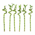 Lucky Bamboo Set of 6 – Lucky Bamboo