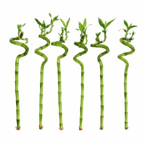 Lot de 6 bambous porte-bonheur