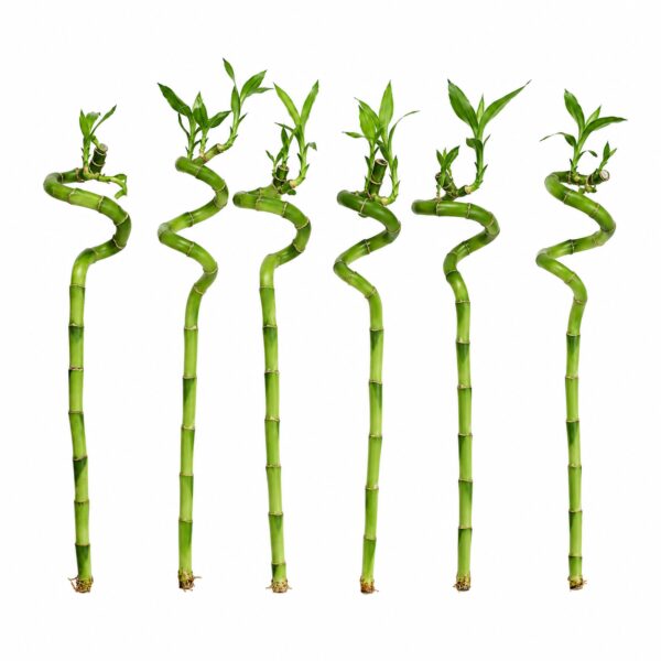 Lucky Bamboo Set of 6 - Lucky Bamboo
