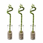 Lucky Bamboo in a glass vase with decorative stones