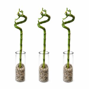 Bambou porte-bonheur dans un vase en verre avec des pierres décoratives