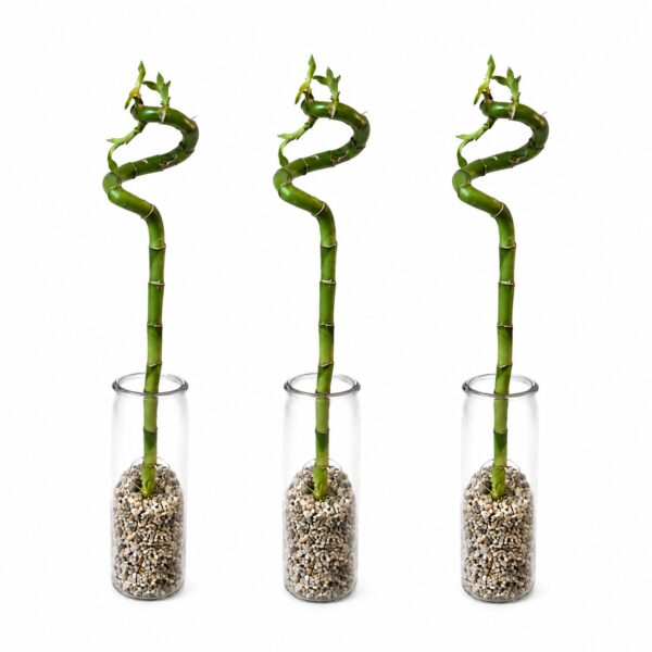 Lucky Bamboo in glas met sierstenen Lucky Bamboo in a glass vase with decorative stones