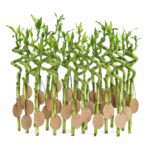 Gave: Lucky Bamboo 30