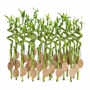 Gave: Lucky Bamboo 30