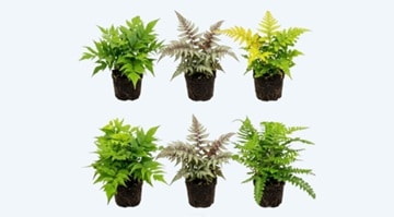 Tuinplanten Plantas de jardín