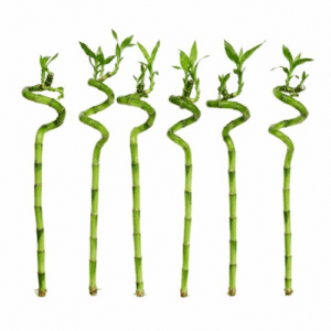 Lucky bamboo