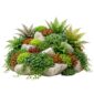 Plantas para bordes de estanques secos, 2-3 m²