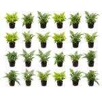 Tuinvarens 24 planten