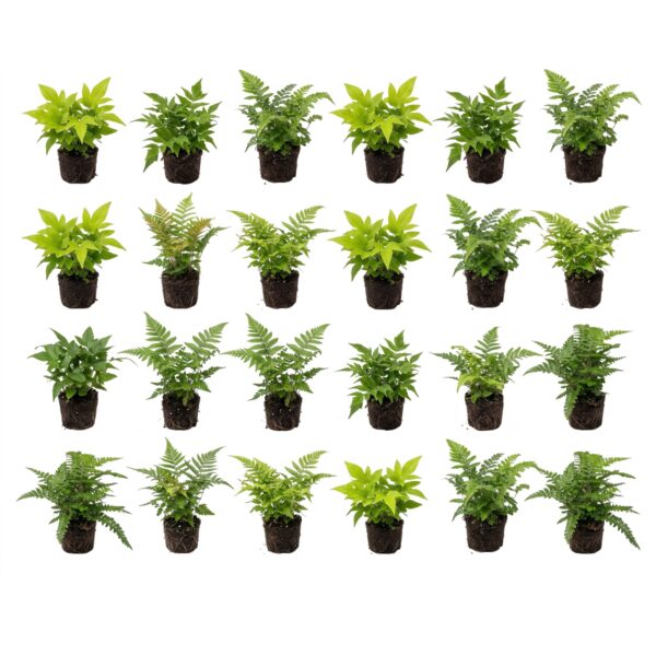 Tuinvarens 24 planten Tuinvarens 24 planten