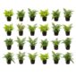 Tuinvarens 24 planten