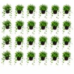 Efeu (Hedera) – 24 planter