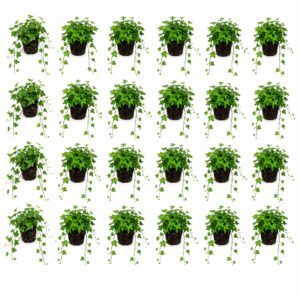 Hiedra (Hedera), 24 plantas