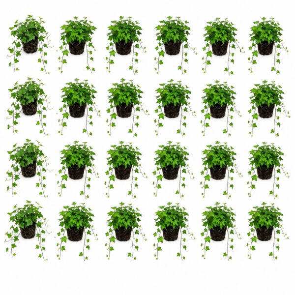 Klimop Hedera 24 planten Efeu (Hedera) – 24 planter