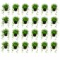 Efeu (Hedera) – 24 planter