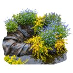 Plantas para la orilla húmeda de un estanque, 2-3 m²